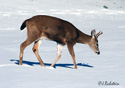 Odocoileus hemionus